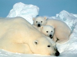 Polar-Bear-and-Cubs