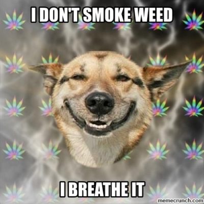 Dog weed pet marijuana