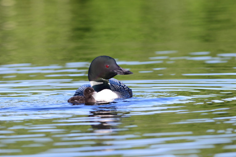 Loon NH Audobon Society Image