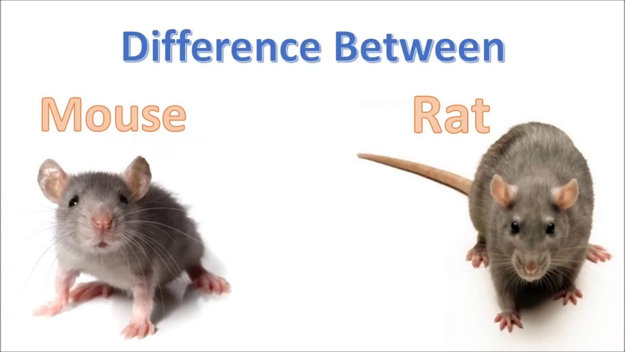 Who's Smarter - Rats or Mice - Granite Grok