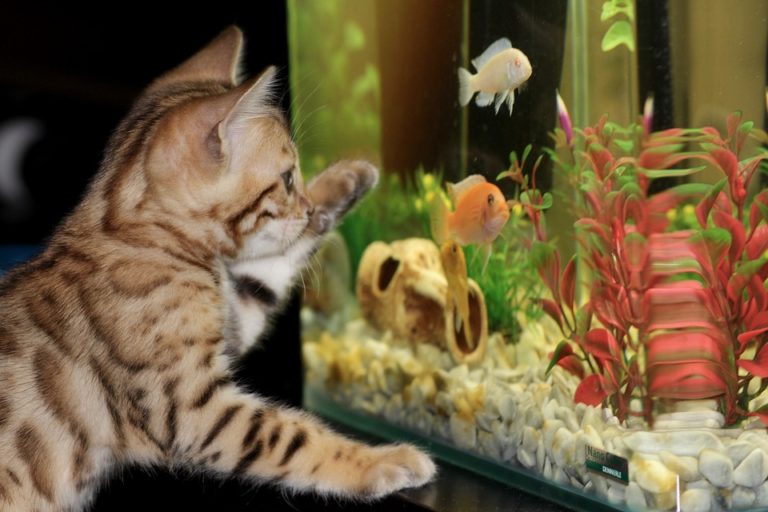 Kitten cat fish aguariaum fish tank