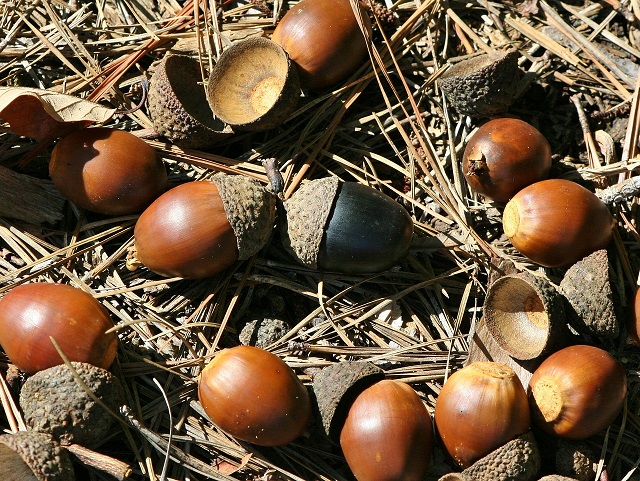 Acorns