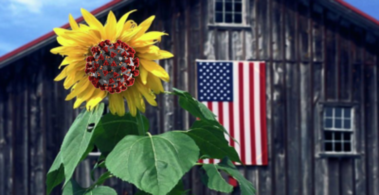 COVID Sunflower Flag2