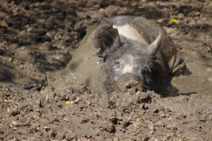 pig in mud