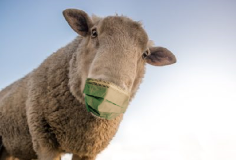 Sheep in a medical mask