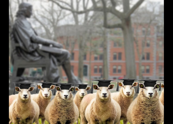 Harvard Leaders sheep