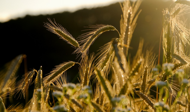 Food wheat crops farms