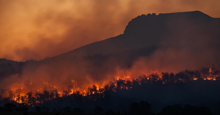 Forest fire - fire - trees - woods - Australia