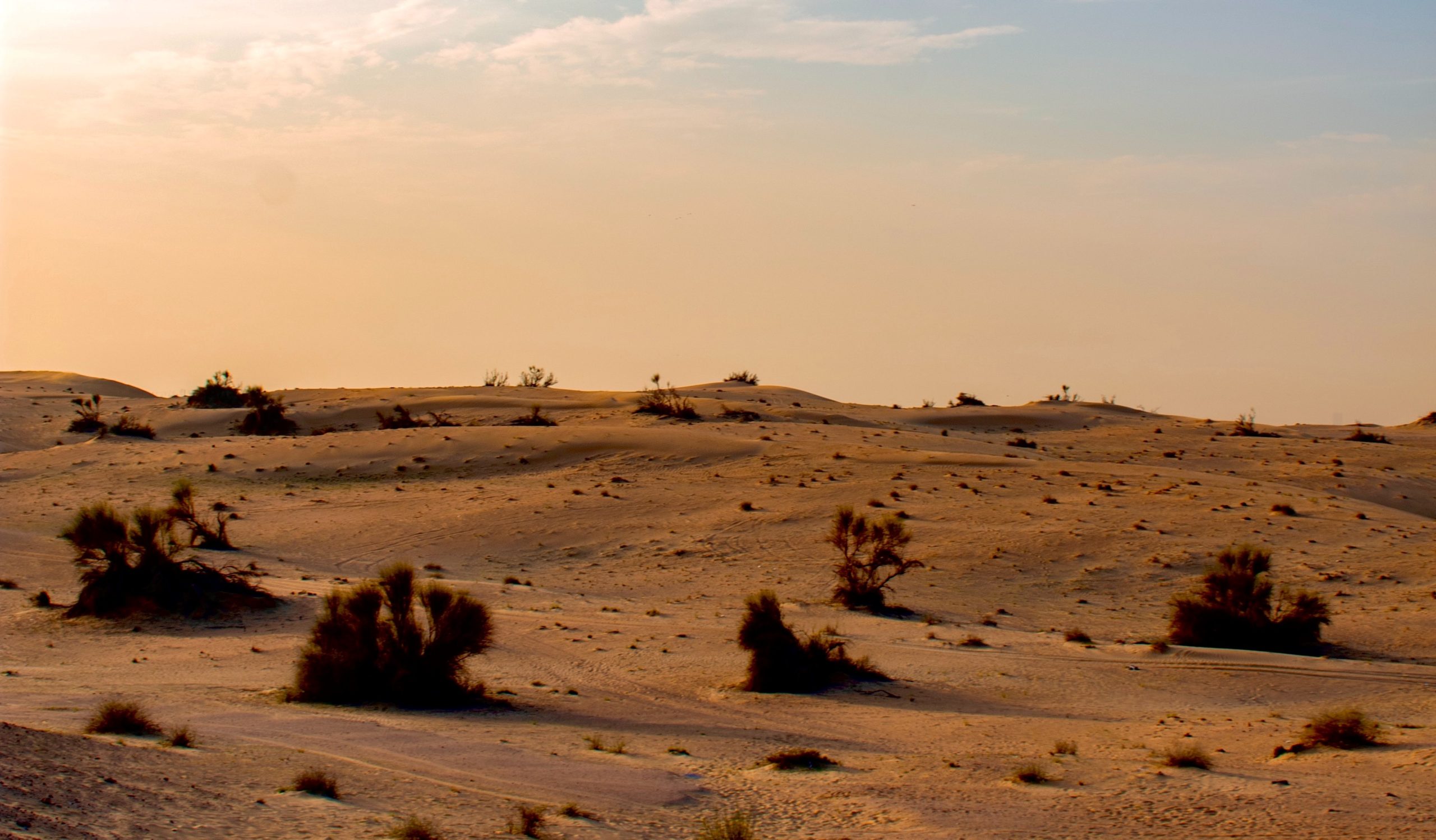 Dry desert drought scrub