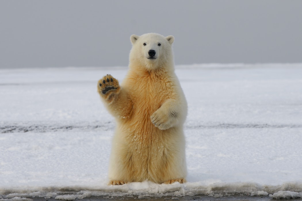 polar bear ice waving