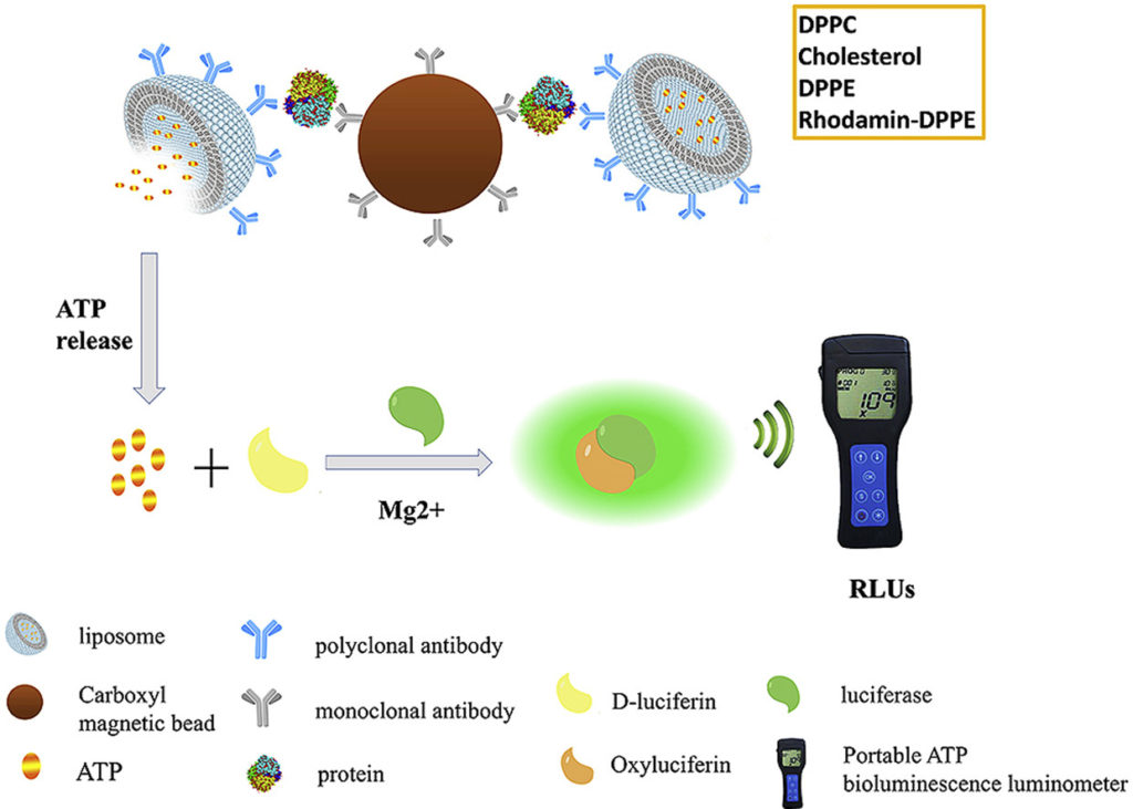 Magnetic protein readers