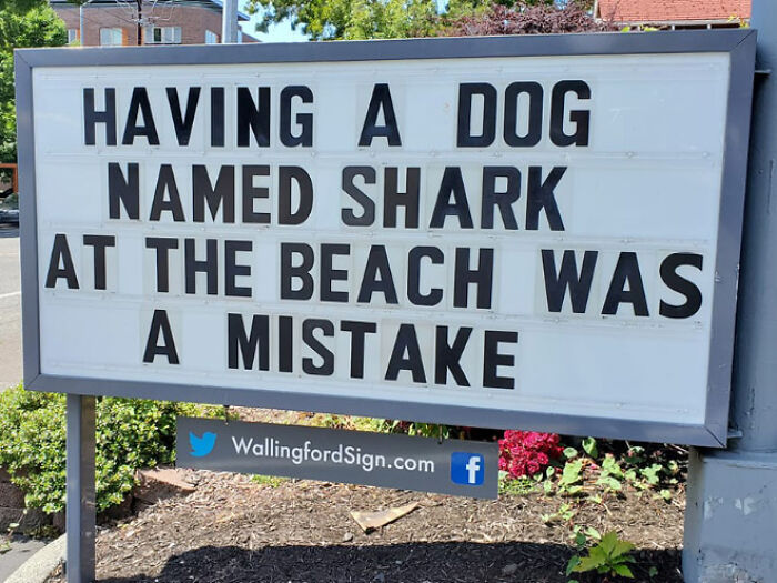 Dog named Shark