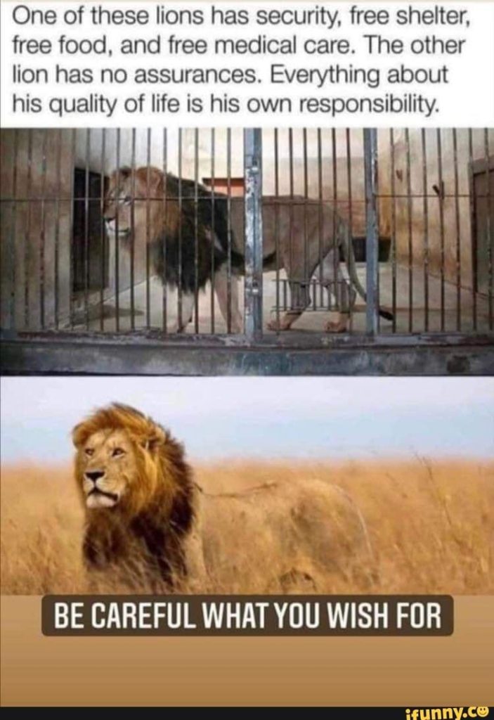 Lions and freedom