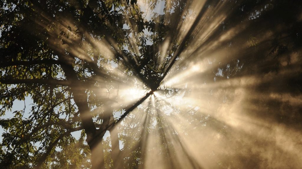 light shining through trees original Photo by Wonderlane on Unsplash