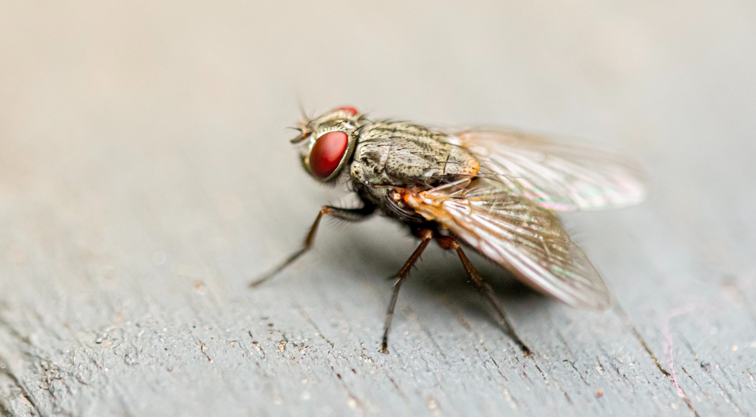 Fly (insect) original Photo by Jin Yeong Kim on Unsplash