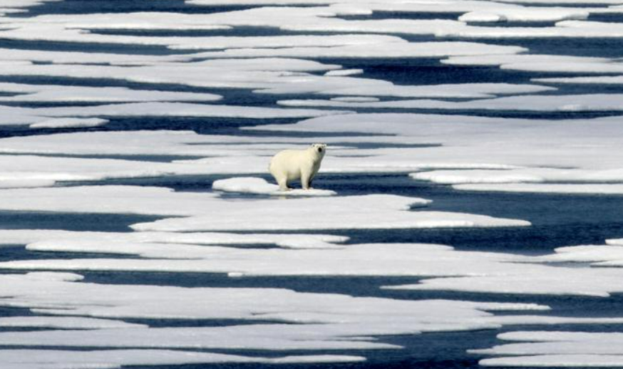 Polar bear on broken up melting ice AP screen grab