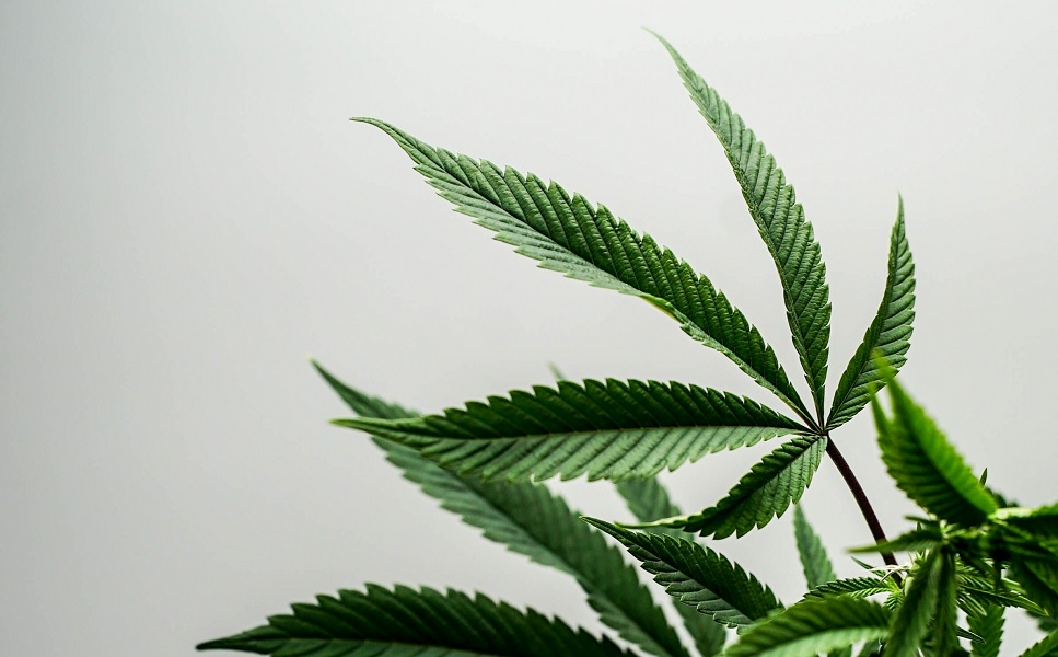 Marijuana plant original Photo by 2H Media on Unsplash