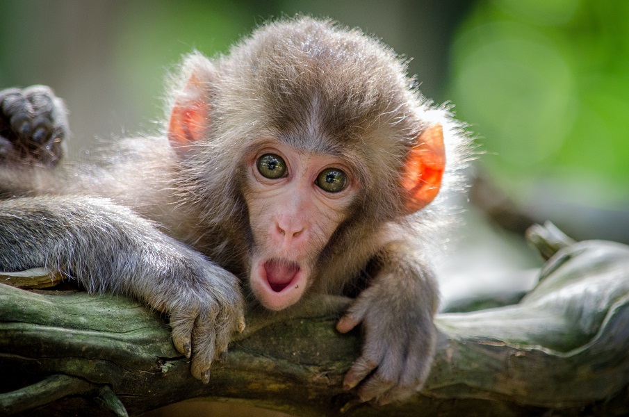 Monkey surprise Photo by Jamie Haughton on Unsplash