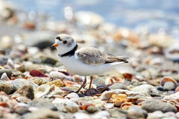 Piping Plover Matthew Schwartz Unsplash