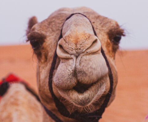 Camel original Photo by Mads Severinsen on Unsplash