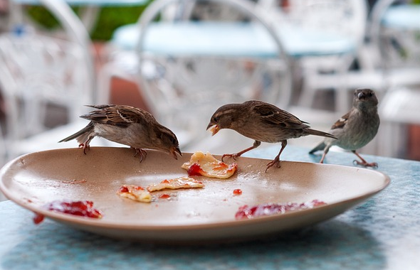 leftovers birds picking at a plate Image by Sofia Layla Thal from Pixabay