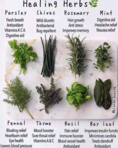 Herbs for health 240x300 | survival sunday – sunday prep edition | news