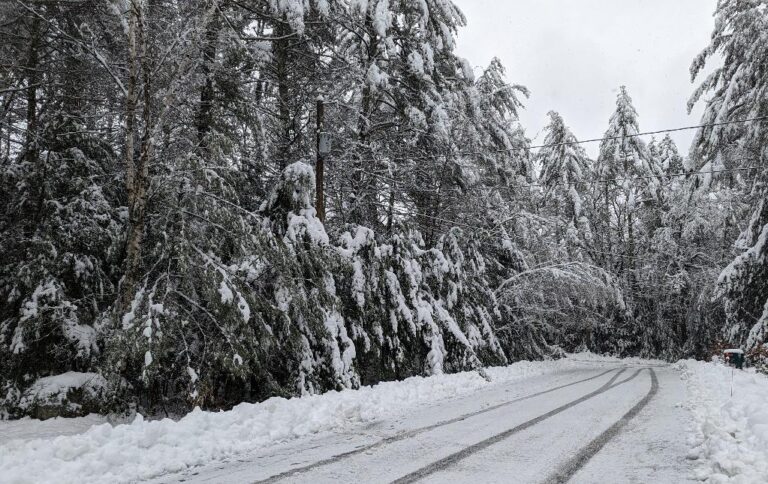 snow heavy trees