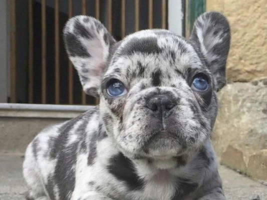 Blue Merle French Bulldog