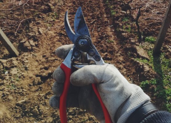 pruning shears for plants Photo by Árpád Czapp on Unsplash