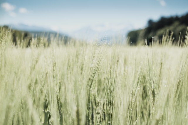 wild grass Photo by Luigi Manga on Unsplash