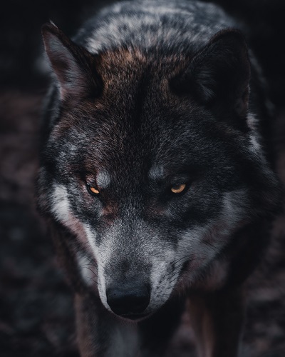 Wolf chris-ensminger-i6yrDhfZ-XQ-unsplash