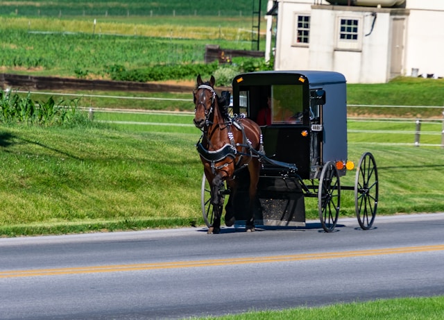 Amish Horse and buggey